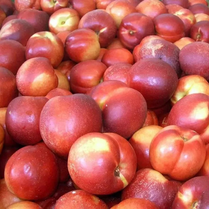 Nettarine